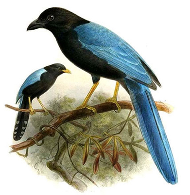 Urraca