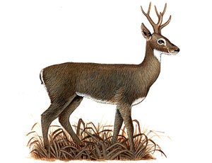 Venado de las pampas