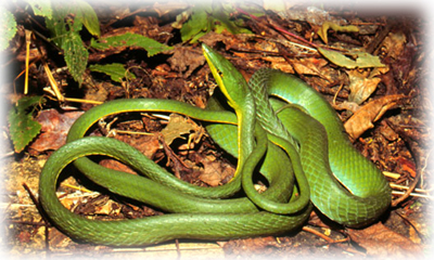 Víbuora bejuquilla verde