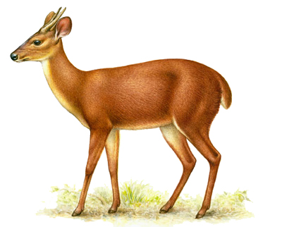 Yuc