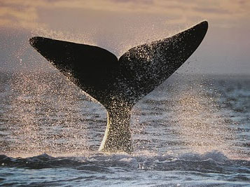 ballena franca austral