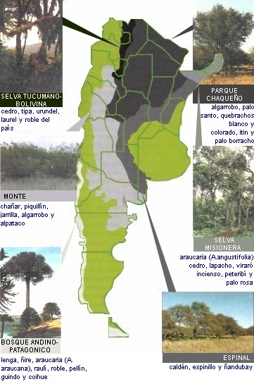 bosques nativos y regiones forestales