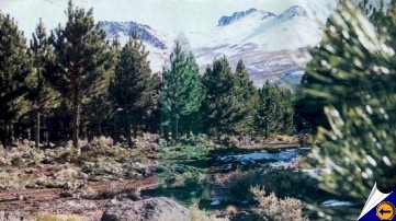 bosque andino-patagónico