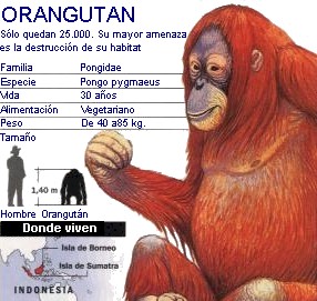 orangután