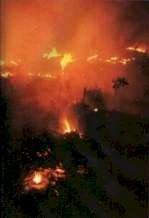 incendios forestales en Java y Borneo