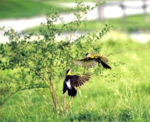 Carpintero Campestre (Colaptes campestris). Se lo encuentra en toda la provincia, incluso en zonas urbanas. 