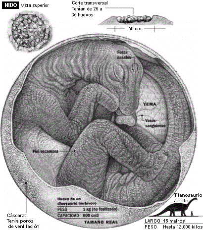 huevo de titanosaurio