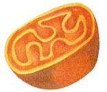 Mitocondria