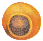 Lisosoma
