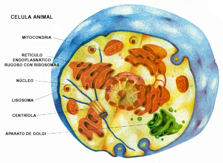 imagen de la celula animal. hot celula animal e vegetal la