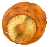 Núcleo de la célula