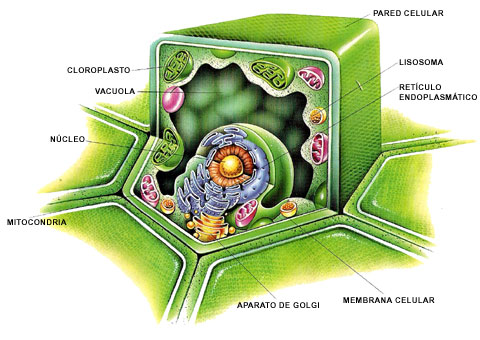 imagenes de celula vegetal. ¿Qué es la botánica?