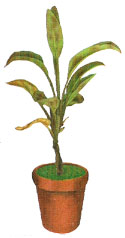 Escasez de potasio
