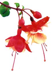 Fucsia