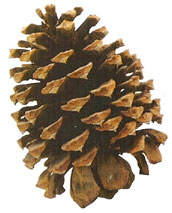 Piña