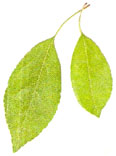 Hoja elíptica