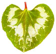 Hoja acorazonada