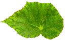 Hoja peltada