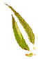 Hoja lanceolada