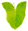 Hoja sagitada