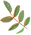 Hoja imparipinnada