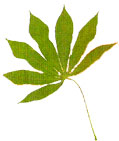 Hoja digitada