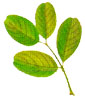 Hoja paripinnada
