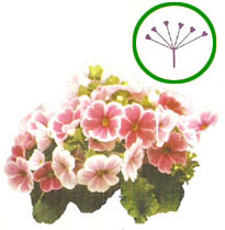 Umbela (Prímula)