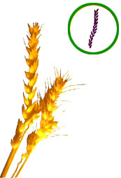 Espiga compuesta (Trigo)