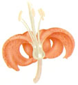 Corola