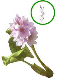 Racimo (Jacinto)
