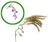 Amento (Älamo)