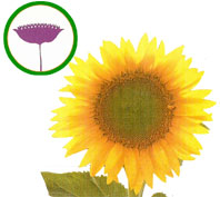 Capítulo (Girasol)