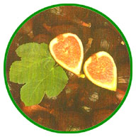 Sicono (Higo)