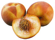 Drupa (Durazno)
