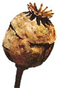 Cápsula (Amapola)