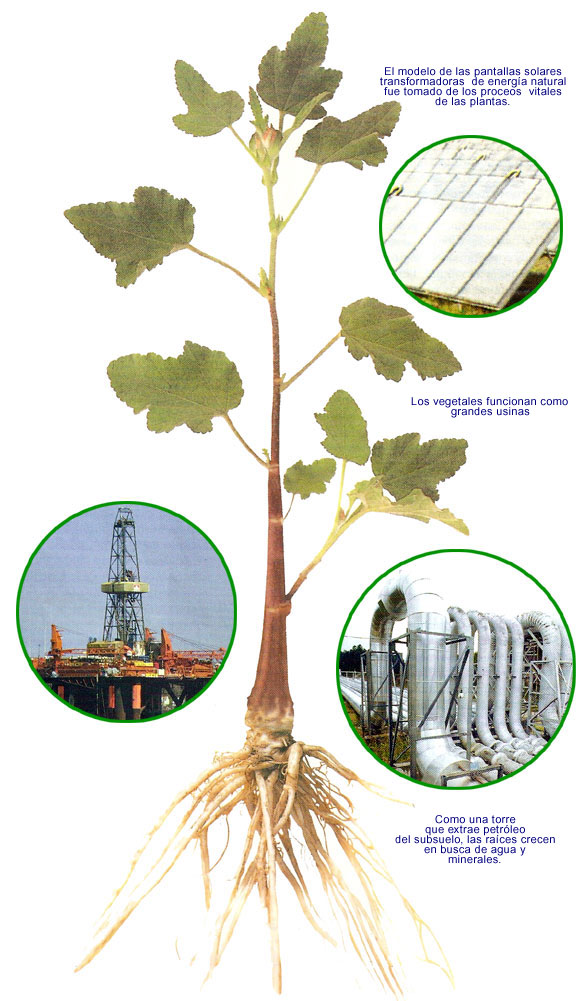 Fisiología de las plantas