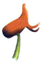 Arándano