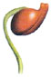 Pirola
