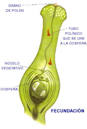 Fecundación de la flor