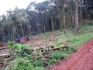 desvastacón de la selva misionera