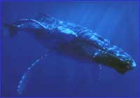 Ballena Ballena