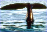 Ballena Ballena