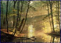 Bosques Bosques