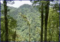 Bosques Bosques