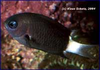 Chromis delta