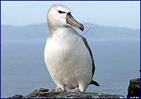 Los albatros estn en peligro de extincin.
