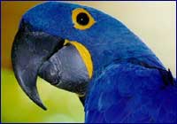 Guacamayo azul Guacamayo azul