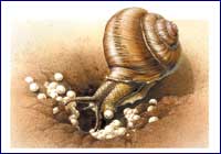 Helix aspersa