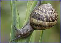 Helix aspersa